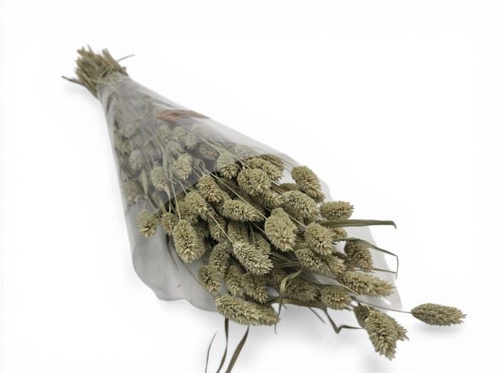 RAMO PHALARIS 80CM - VERDE SECO