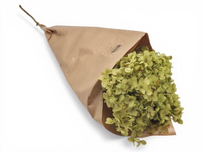 FLOR SECA- HYDRANGEA VERDE