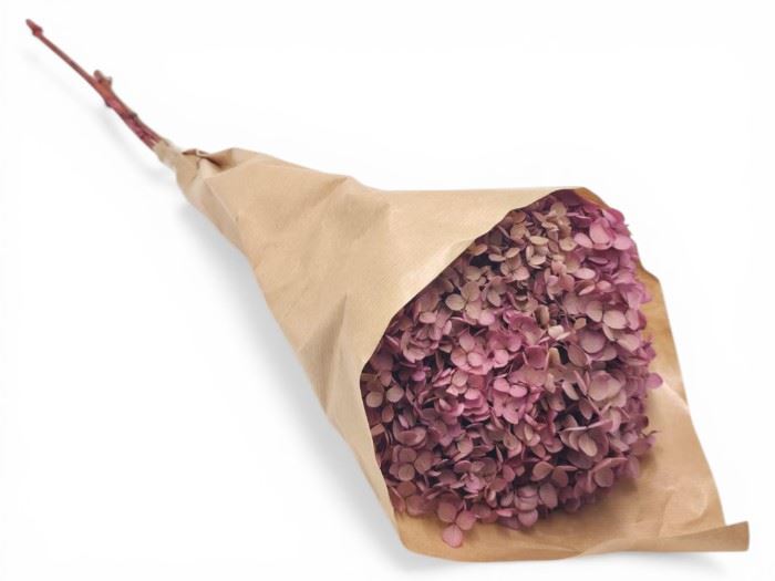 FLOR SECA- HYDRANGEA ROSA
