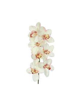 HASTE DE CYMBIDIUM ORQUIDEA FUCSIA