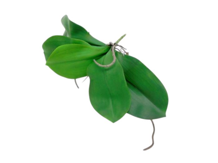 FOLHAGEM ORQUIDEA VERDE 26CM